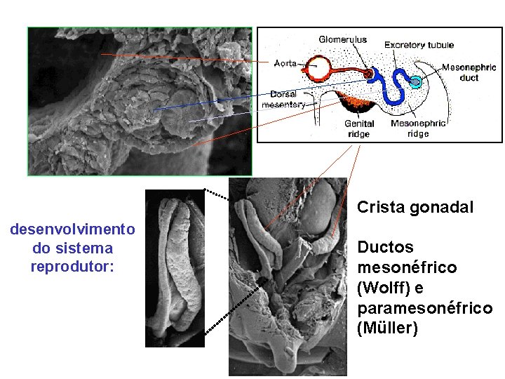 Crista gonadal desenvolvimento do sistema reprodutor: Ductos mesonéfrico (Wolff) e paramesonéfrico (Müller) 