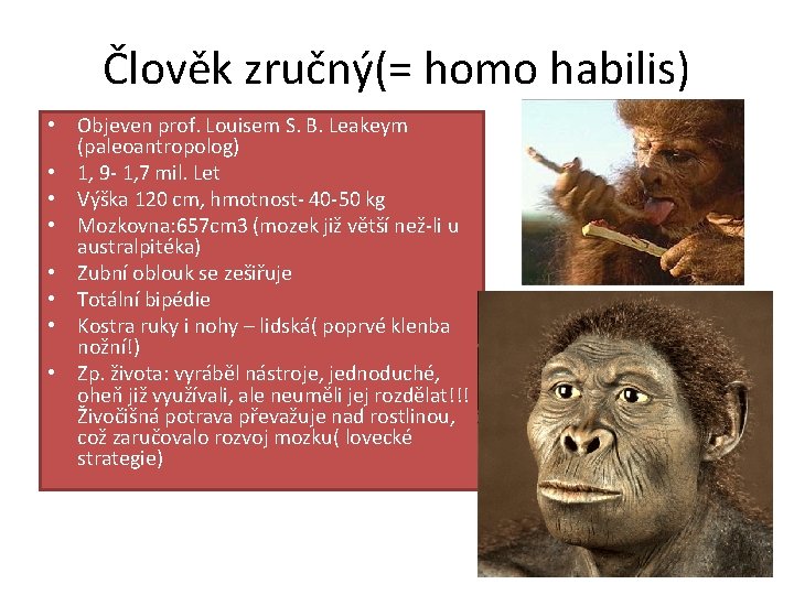 Člověk zručný(= homo habilis) • Objeven prof. Louisem S. B. Leakeym (paleoantropolog) • 1,