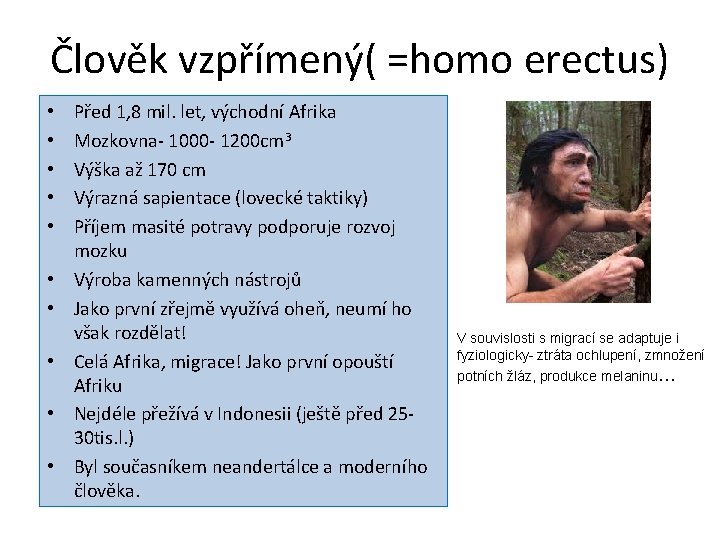 Člověk vzpřímený( =homo erectus) • • • Před 1, 8 mil. let, východní Afrika