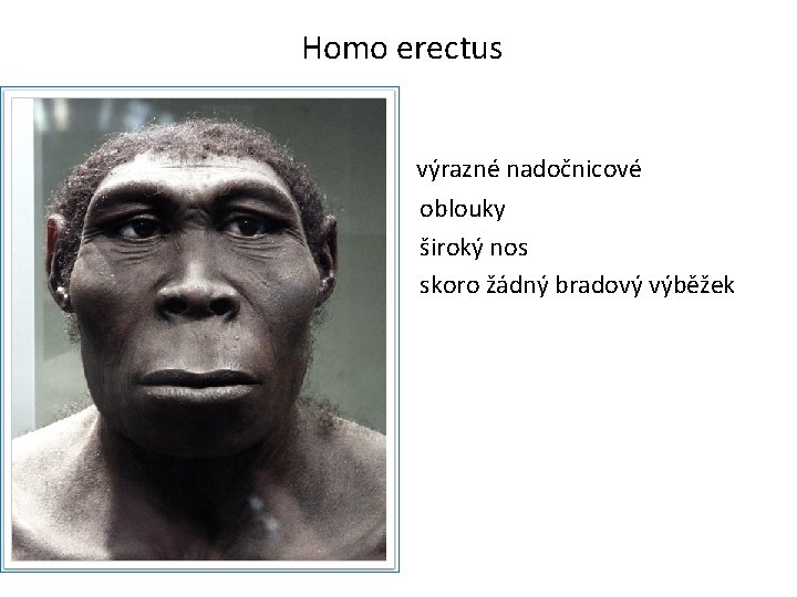 Homo erectus výrazné nadočnicové oblouky široký nos skoro žádný bradový výběžek 