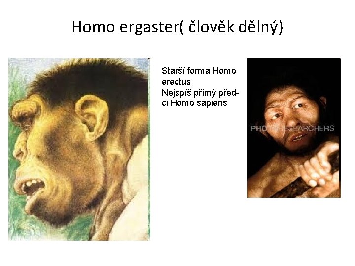 Homo ergaster( člověk dělný) Starší forma Homo erectus Nejspíš přímý předci Homo sapiens 