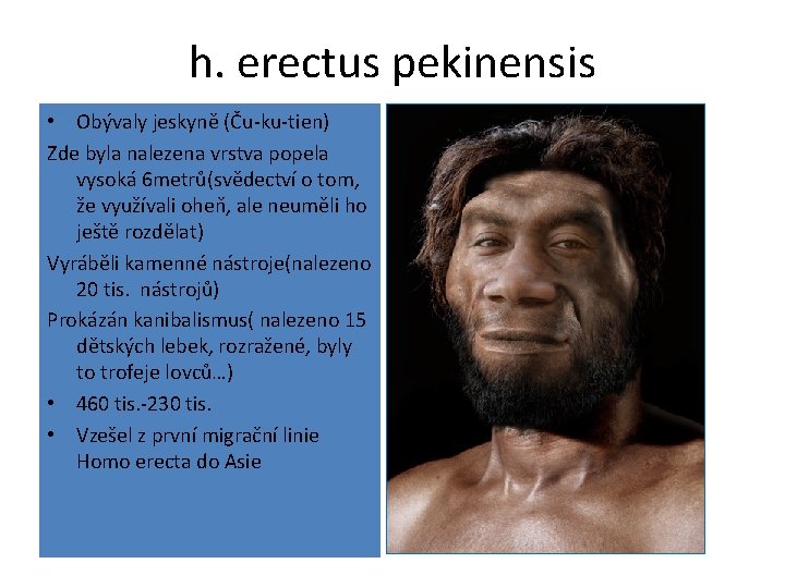 h. erectus pekinensis • Obývaly jeskyně (Ču-ku-tien) Zde byla nalezena vrstva popela vysoká 6