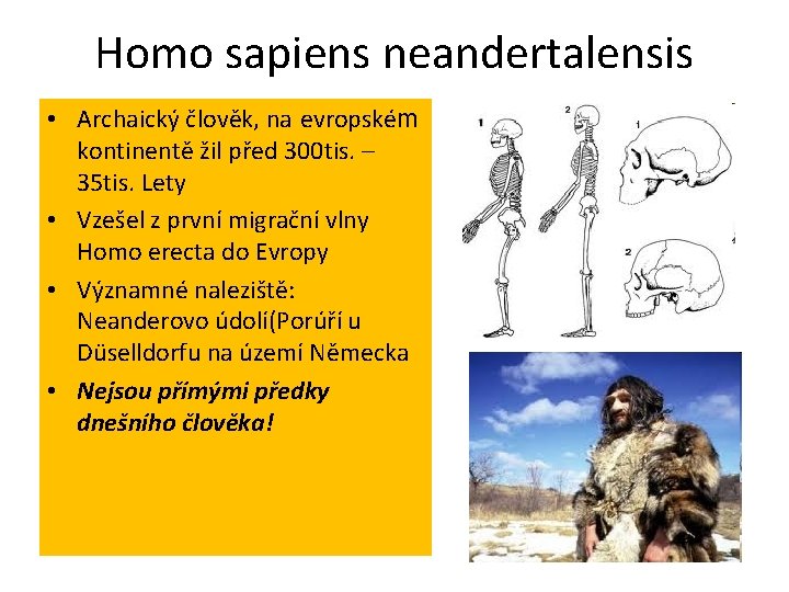 Homo sapiens neandertalensis • Archaický člověk, na evropském kontinentě žil před 300 tis. –