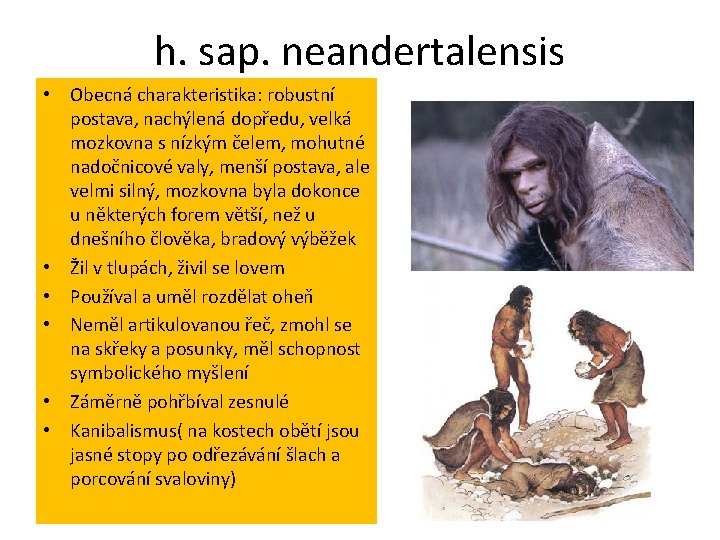 h. sap. neandertalensis • Obecná charakteristika: robustní postava, nachýlená dopředu, velká mozkovna s nízkým