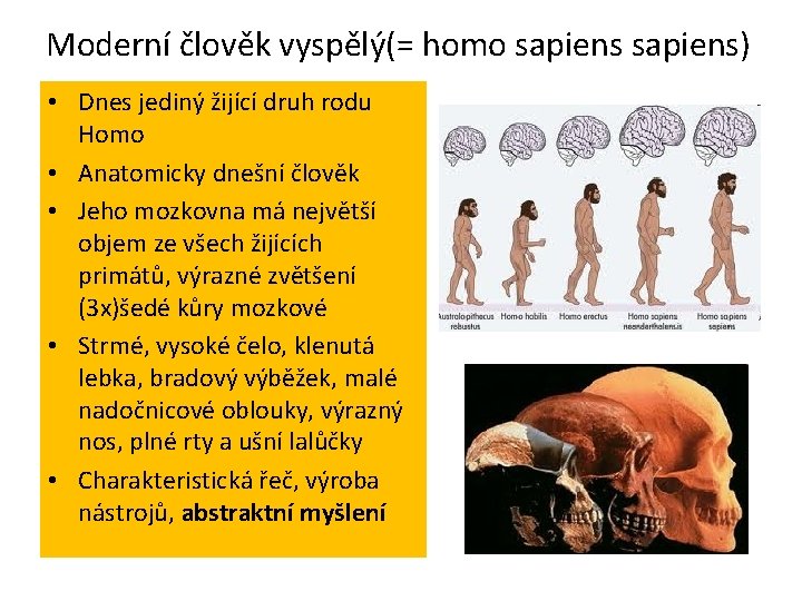Moderní člověk vyspělý(= homo sapiens) • Dnes jediný žijící druh rodu Homo • Anatomicky