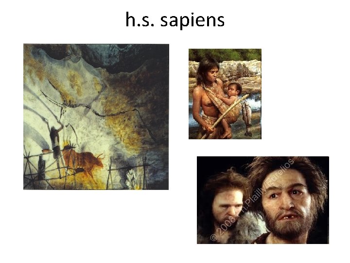 h. s. sapiens 