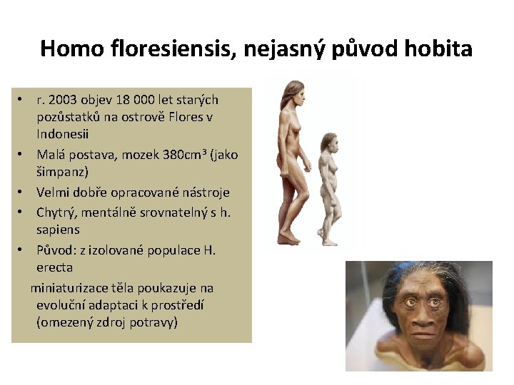 Homo floresiensis, nejasný původ hobita • r. 2003 objev 18 000 let starých pozůstatků