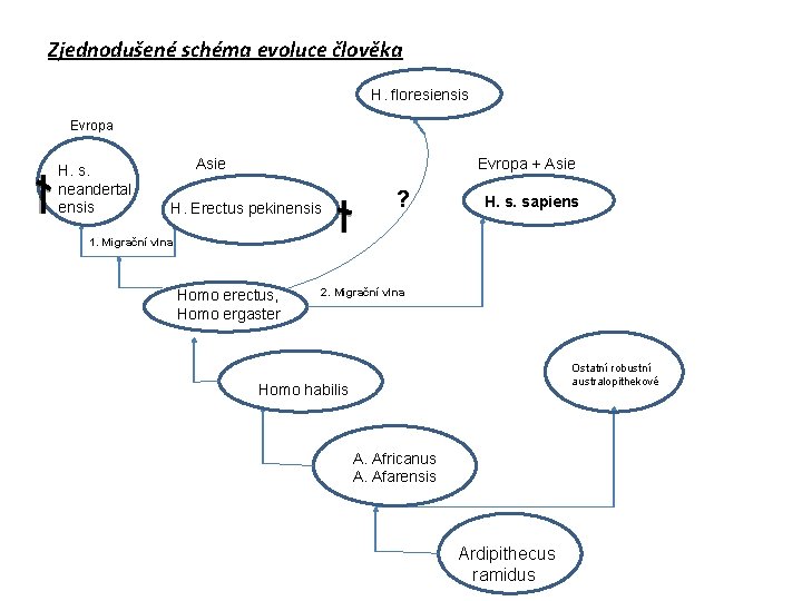 Zjednodušené schéma evoluce člověka H. floresiensis Evropa H. s. neandertal ensis Asie Evropa +