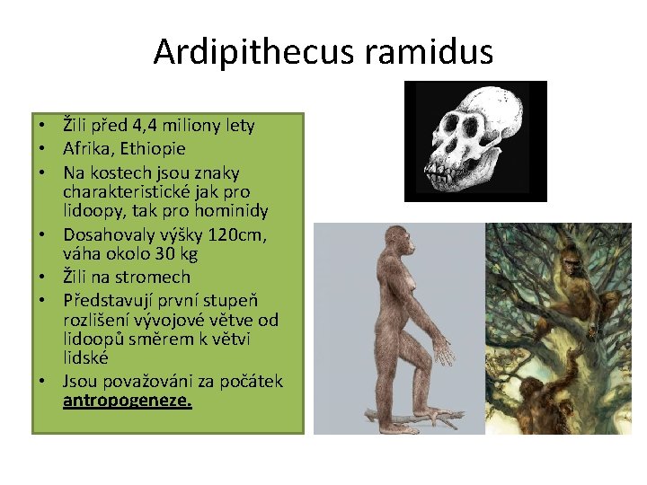 Ardipithecus ramidus • Žili před 4, 4 miliony lety • Afrika, Ethiopie • Na