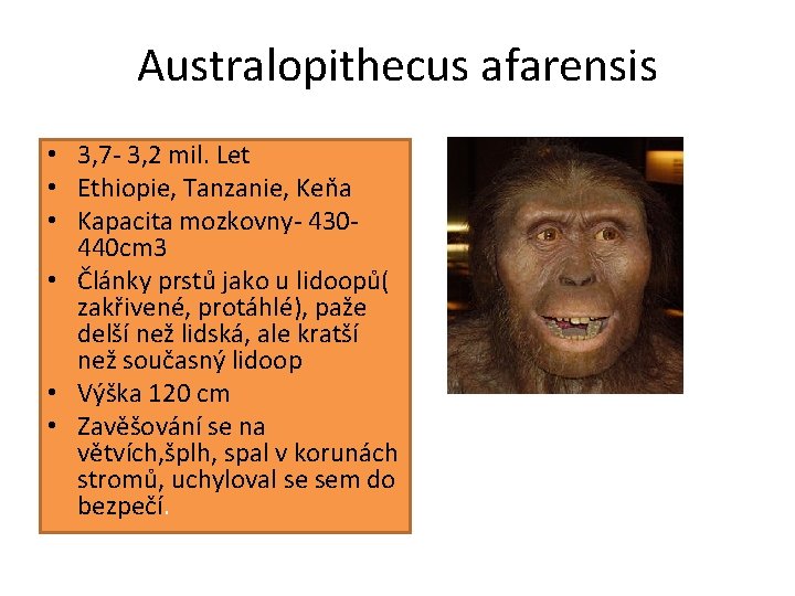 Australopithecus afarensis • 3, 7 - 3, 2 mil. Let • Ethiopie, Tanzanie, Keňa