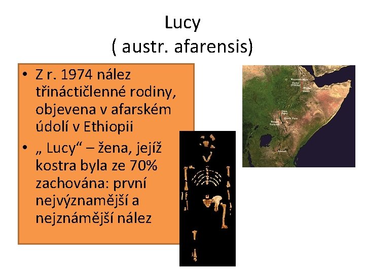 Lucy ( austr. afarensis) • Z r. 1974 nález třináctičlenné rodiny, objevena v afarském