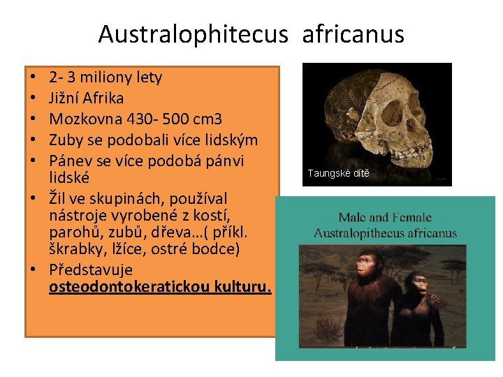 Australophitecus africanus 2 - 3 miliony lety Jižní Afrika Mozkovna 430 - 500 cm
