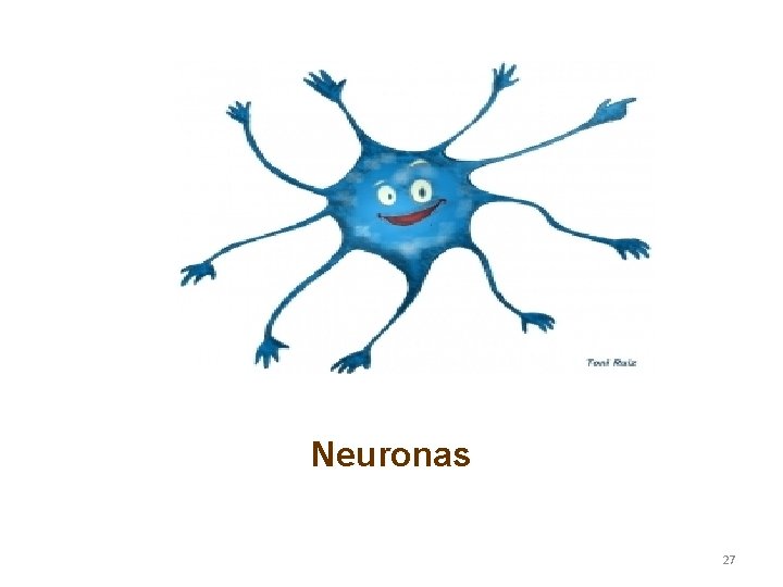 Neuronas 27 