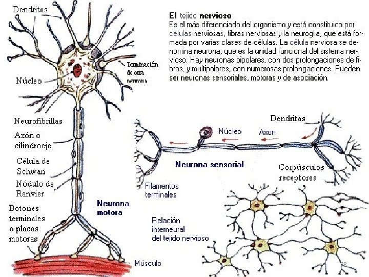  • NEURONAS 28 