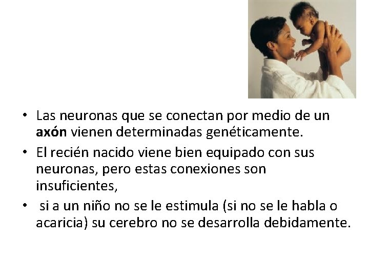  • Las neuronas que se conectan por medio de un axón vienen determinadas