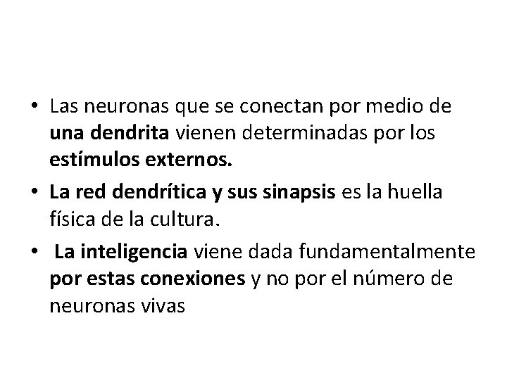  • Las neuronas que se conectan por medio de una dendrita vienen determinadas