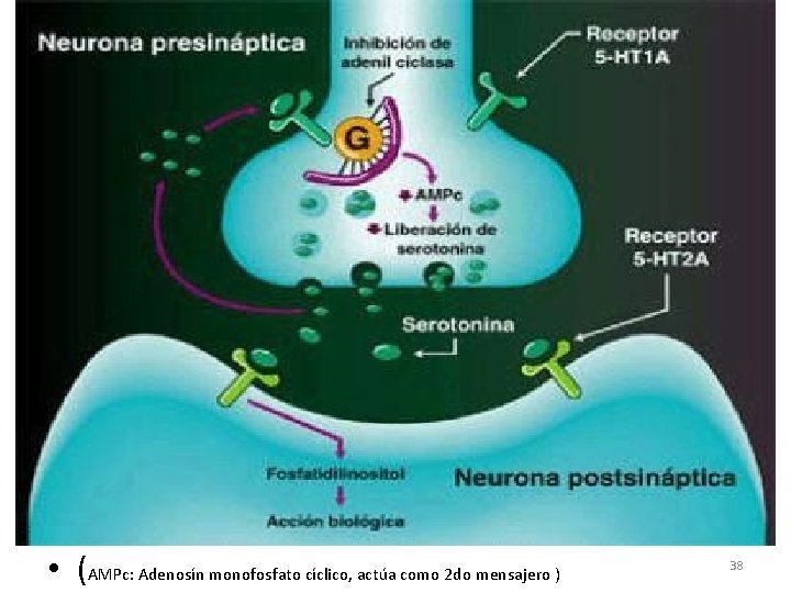  • (AMPc: Adenosín monofosfato cíclico, actúa como 2 do mensajero ) 38 