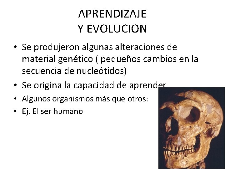 APRENDIZAJE Y EVOLUCION • Se produjeron algunas alteraciones de material genético ( pequeños cambios