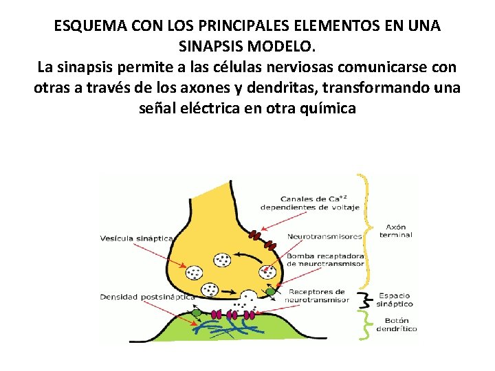 ESQUEMA CON LOS PRINCIPALES ELEMENTOS EN UNA SINAPSIS MODELO. La sinapsis permite a las