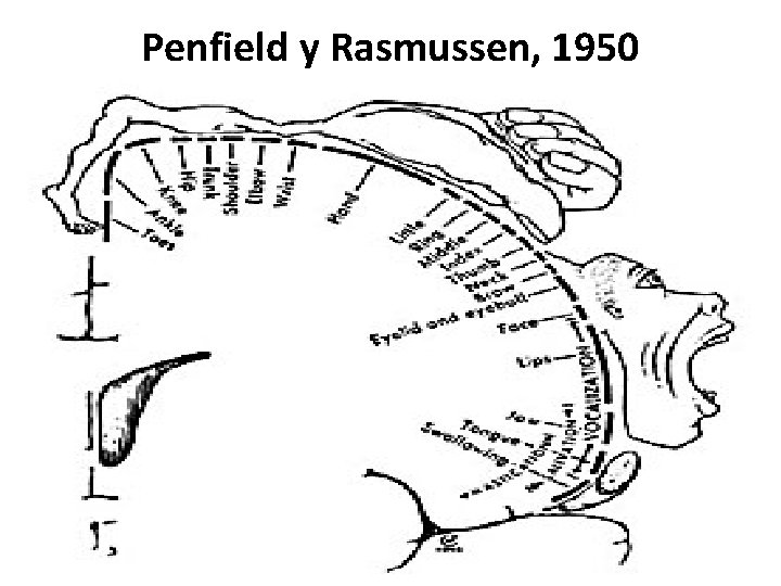 Penfield y Rasmussen, 1950 