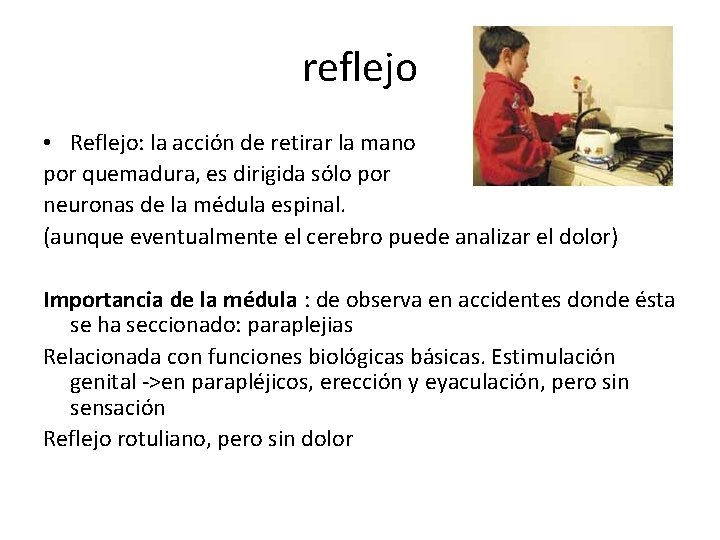 reflejo • Reflejo: la acción de retirar la mano por quemadura, es dirigida sólo