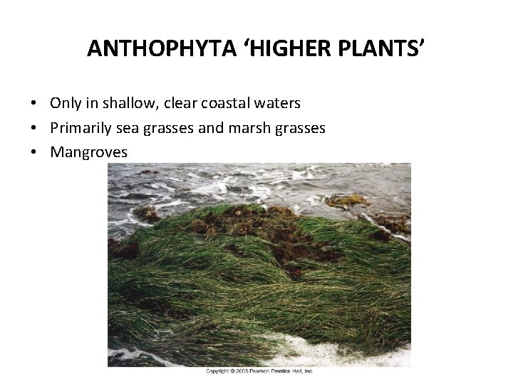 ANTHOPHYTA ‘HIGHER PLANTS’ • Only in shallow, clear coastal waters • Primarily sea grasses