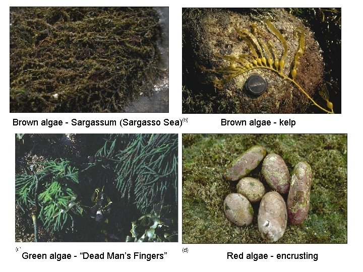 Brown algae - Sargassum (Sargasso Sea) Green algae - “Dead Man’s Fingers” Brown algae