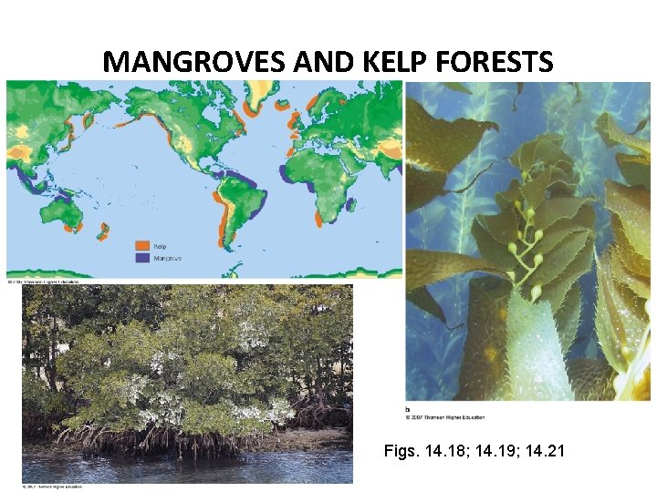 MANGROVES AND KELP FORESTS Figs. 14. 18; 14. 19; 14. 21 