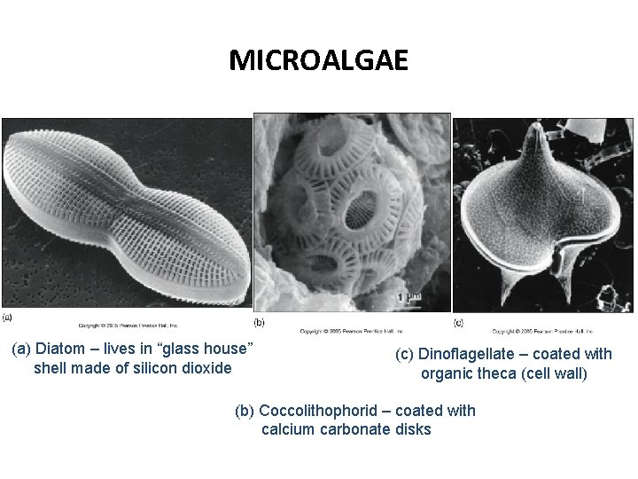 MICROALGAE (a) Diatom – lives in “glass house” shell made of silicon dioxide (c)