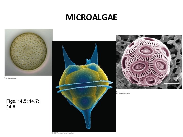 MICROALGAE Figs. 14. 5; 14. 7; 14. 8 