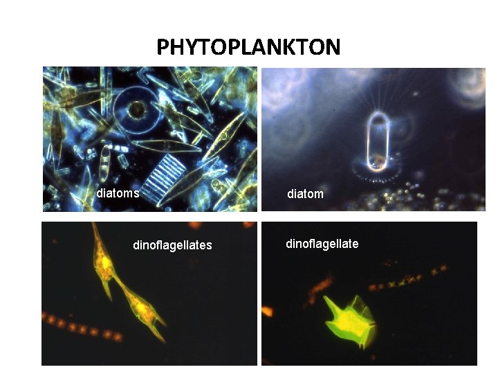 PHYTOPLANKTON diatoms dinoflagellates diatom dinoflagellate 