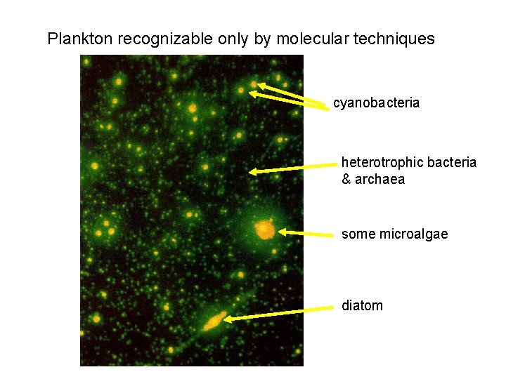 Plankton recognizable only by molecular techniques cyanobacteria heterotrophic bacteria & archaea some microalgae diatom