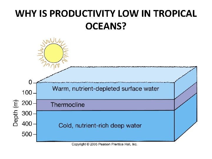 WHY IS PRODUCTIVITY LOW IN TROPICAL OCEANS? 