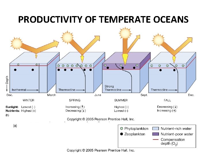 PRODUCTIVITY OF TEMPERATE OCEANS 