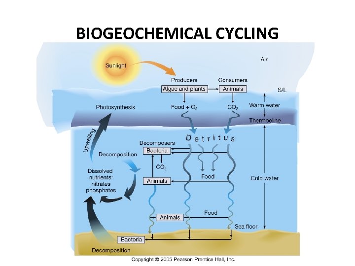 BIOGEOCHEMICAL CYCLING 