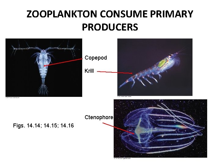 ZOOPLANKTON CONSUME PRIMARY PRODUCERS Copepod Krill Ctenophore Figs. 14; 14. 15; 14. 16 