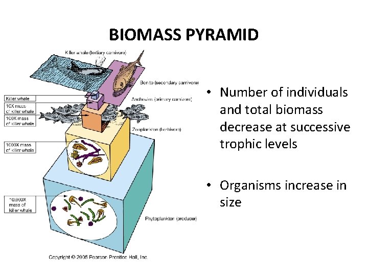 BIOMASS PYRAMID • Number of individuals and total biomass decrease at successive trophic levels