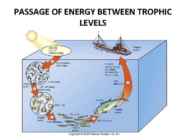 PASSAGE OF ENERGY BETWEEN TROPHIC LEVELS 