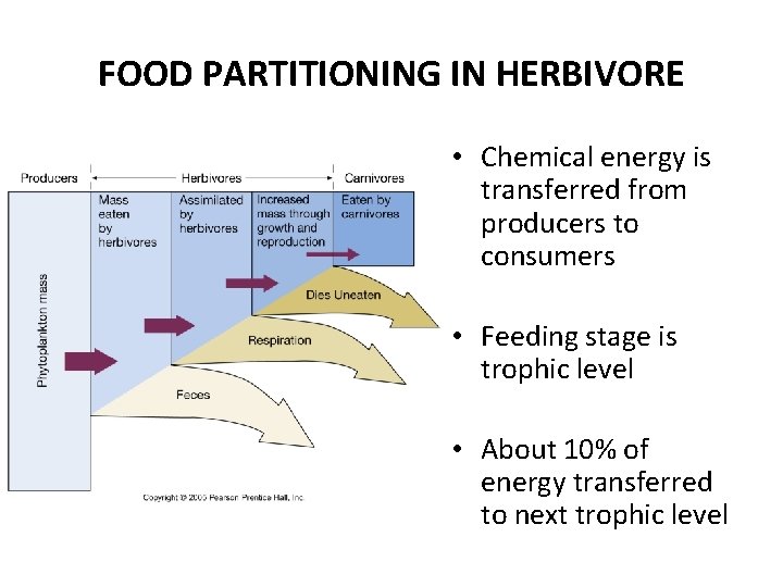 FOOD PARTITIONING IN HERBIVORE • Chemical energy is transferred from producers to consumers •