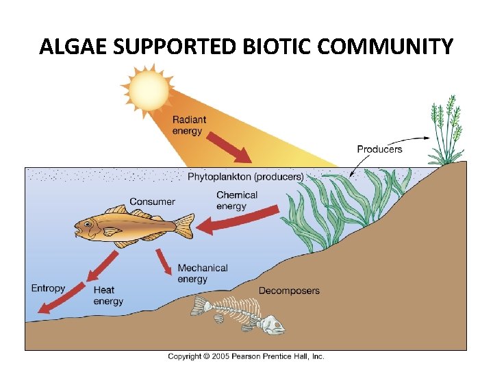 ALGAE SUPPORTED BIOTIC COMMUNITY 