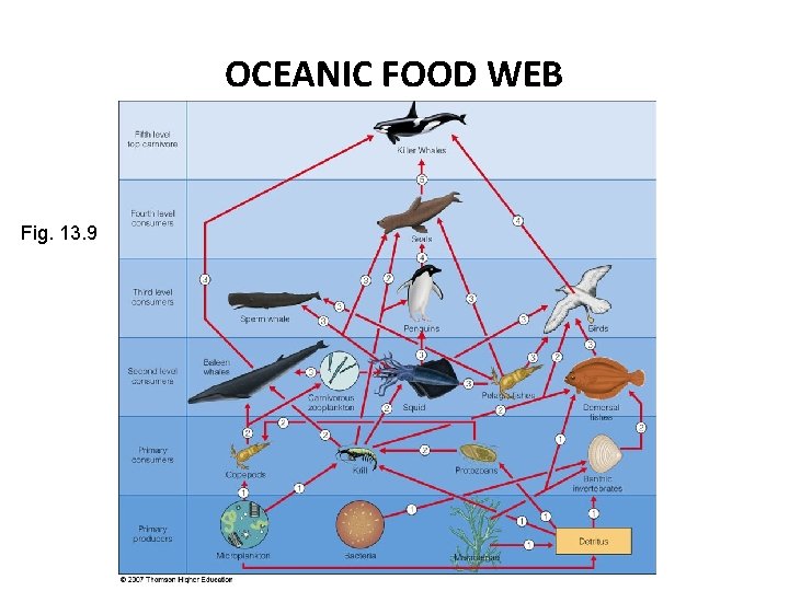 OCEANIC FOOD WEB Fig. 13. 9 