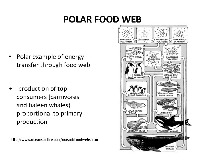 POLAR FOOD WEB • Polar example of energy transfer through food web • production