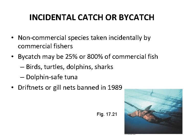 INCIDENTAL CATCH OR BYCATCH • Non-commercial species taken incidentally by commercial fishers • Bycatch