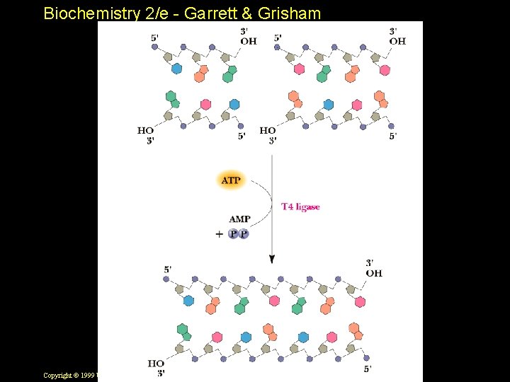 Biochemistry 2/e - Garrett & Grisham Copyright © 1999 by Harcourt Brace & Company