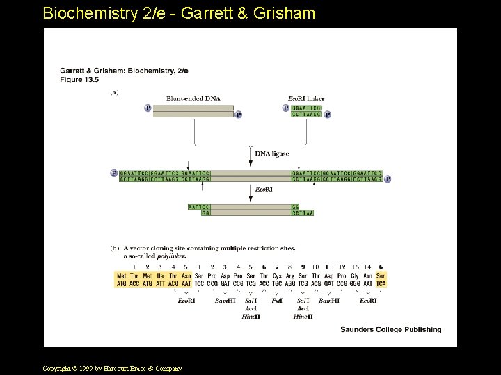 Biochemistry 2/e - Garrett & Grisham Copyright © 1999 by Harcourt Brace & Company