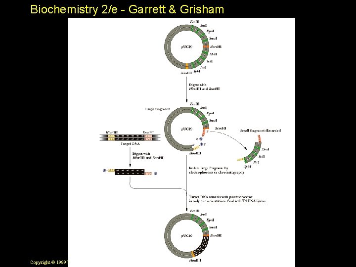 Biochemistry 2/e - Garrett & Grisham Copyright © 1999 by Harcourt Brace & Company