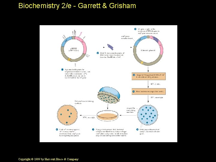 Biochemistry 2/e - Garrett & Grisham Copyright © 1999 by Harcourt Brace & Company