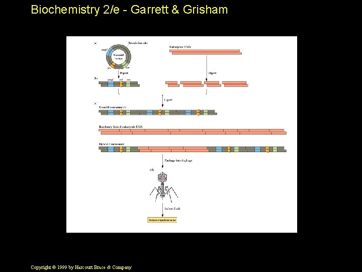 Biochemistry 2/e - Garrett & Grisham Copyright © 1999 by Harcourt Brace & Company