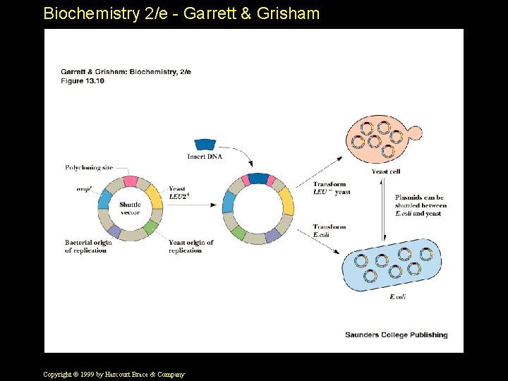 Biochemistry 2/e - Garrett & Grisham Copyright © 1999 by Harcourt Brace & Company