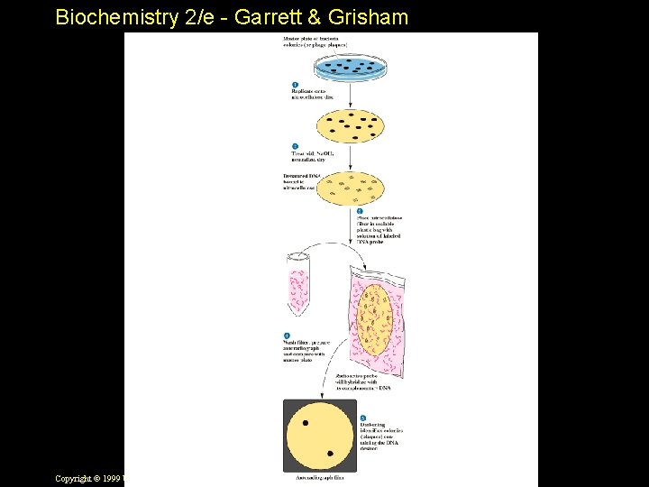Biochemistry 2/e - Garrett & Grisham Copyright © 1999 by Harcourt Brace & Company